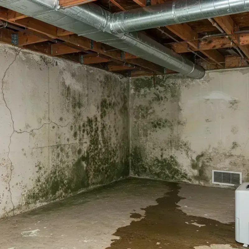 Professional Mold Removal in Pine County, MN